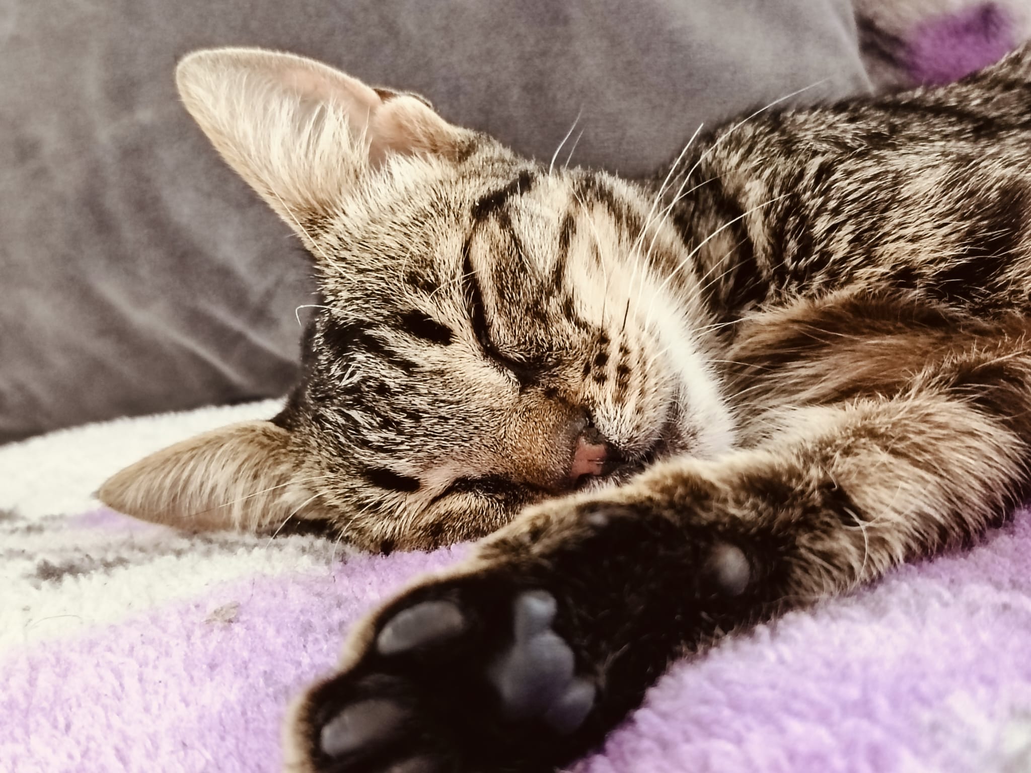 Sky sleeping safely with her paw stretched out